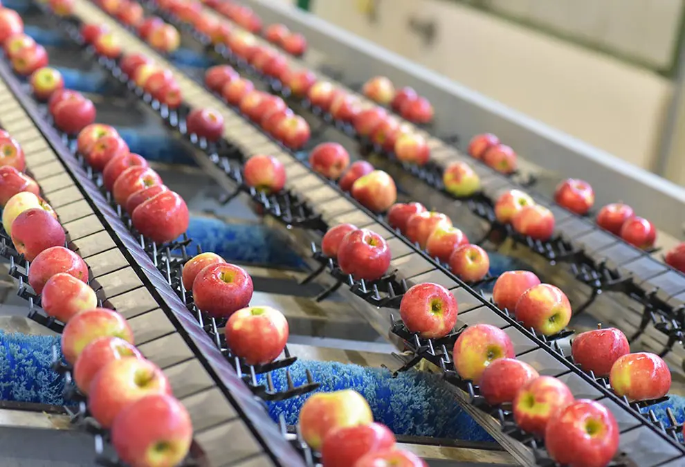 Apples are cleaned and moved along the factory line