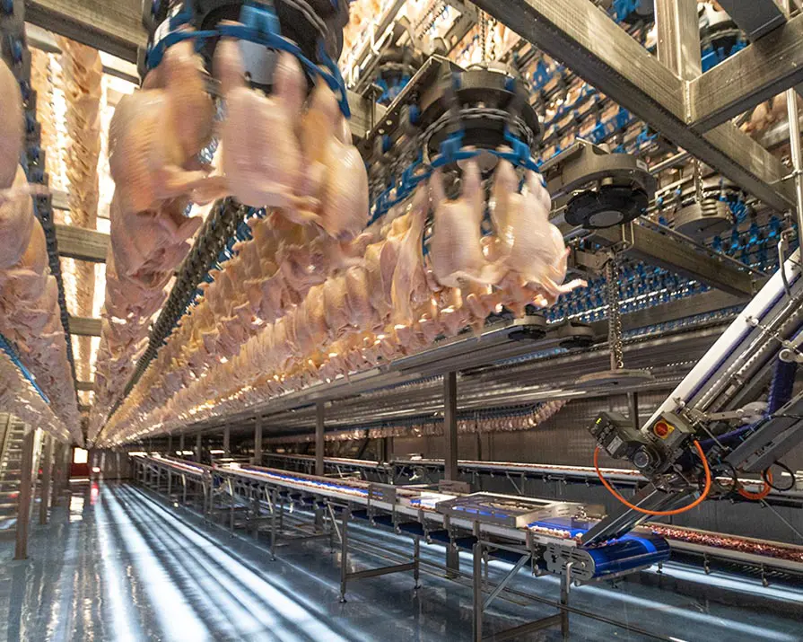 Whole chicken carcasses hang upside down for packaging in a large factory