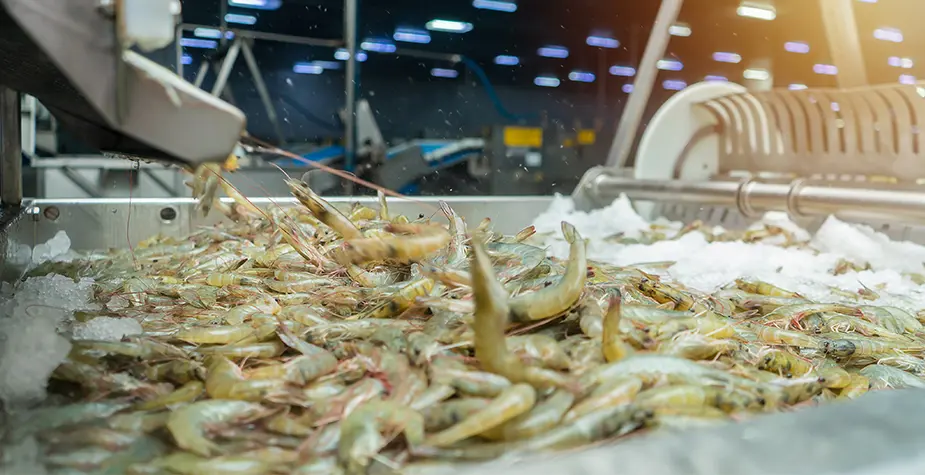 Freezing Farmed Shrimp